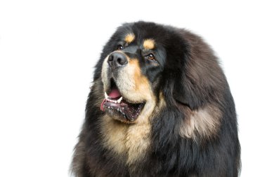 Güzel büyük Tibetli mastiff köpek