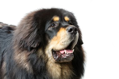 Güzel büyük Tibetli mastiff köpek