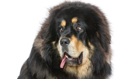 Güzel büyük Tibetli mastiff köpek