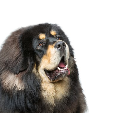 Güzel büyük Tibetli mastiff köpek