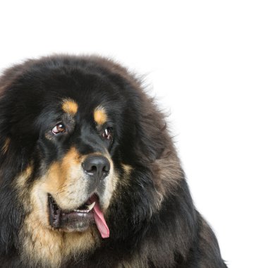 Güzel büyük Tibetli mastiff köpek
