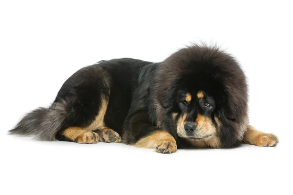 Güzel büyük Tibetli mastiff köpek — Stok fotoğraf