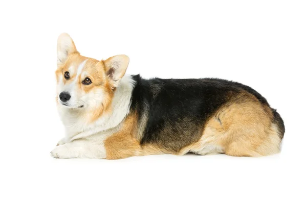 Όμορφη ουαλλέζικο corgi σκυλί — Φωτογραφία Αρχείου