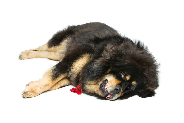 สวย ใหญ่ Tibetan mastiff สุนัข — ภาพถ่ายสต็อก