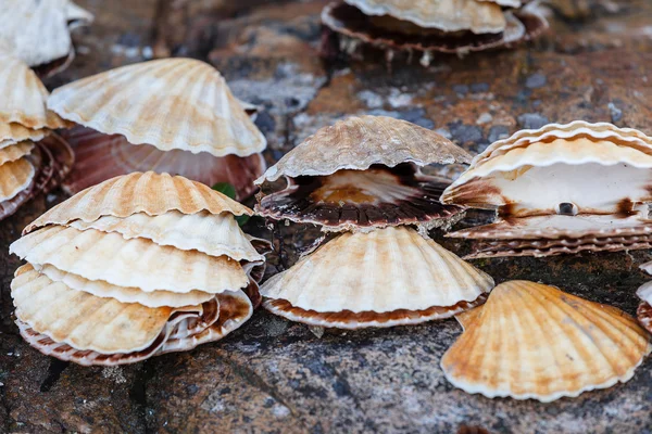 Many scallop shells lying on rocks — Stock Photo, Image