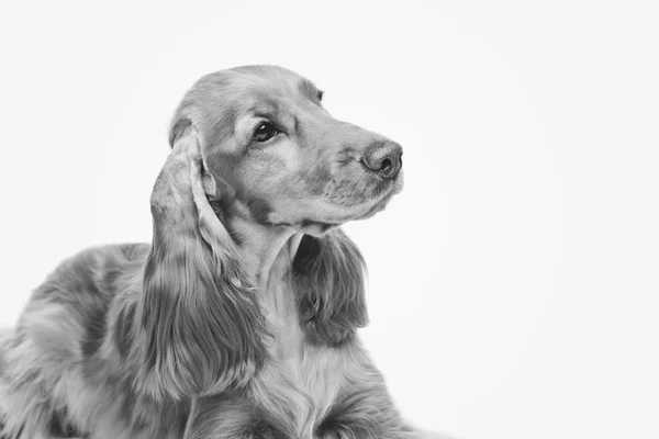 Belo jovem cocker spaniel — Fotografia de Stock