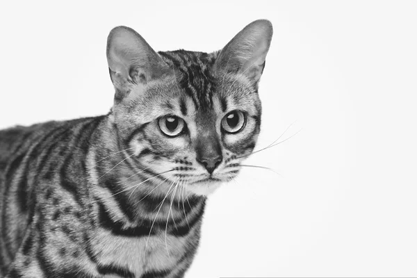 Hermoso gato de bengala —  Fotos de Stock