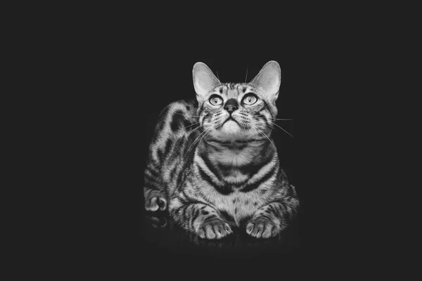 Beautiful bengal cat — Stock Photo, Image