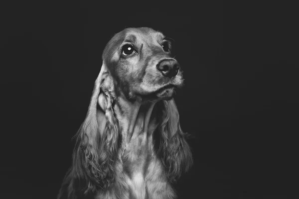 Vackra unga cocker spaniel — Stockfoto