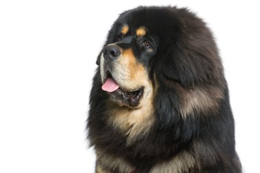 Güzel büyük Tibetli mastiff köpek