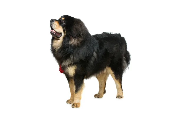 Όμορφη μεγάλη θιβετιανού μαντρόσκυλο σκυλί — Φωτογραφία Αρχείου