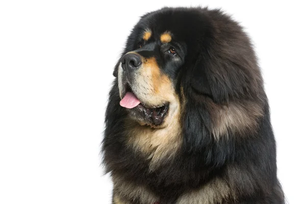 Szép nagy tibeti masztiff kutya — Stock Fotó