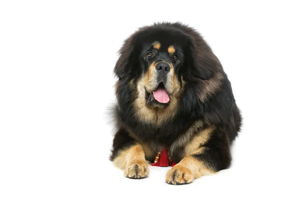 Vacker stor Tibetansk mastiff hund — Stockfoto