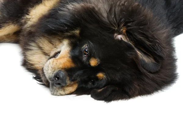 Magnifique chien mastiff tibétain — Photo