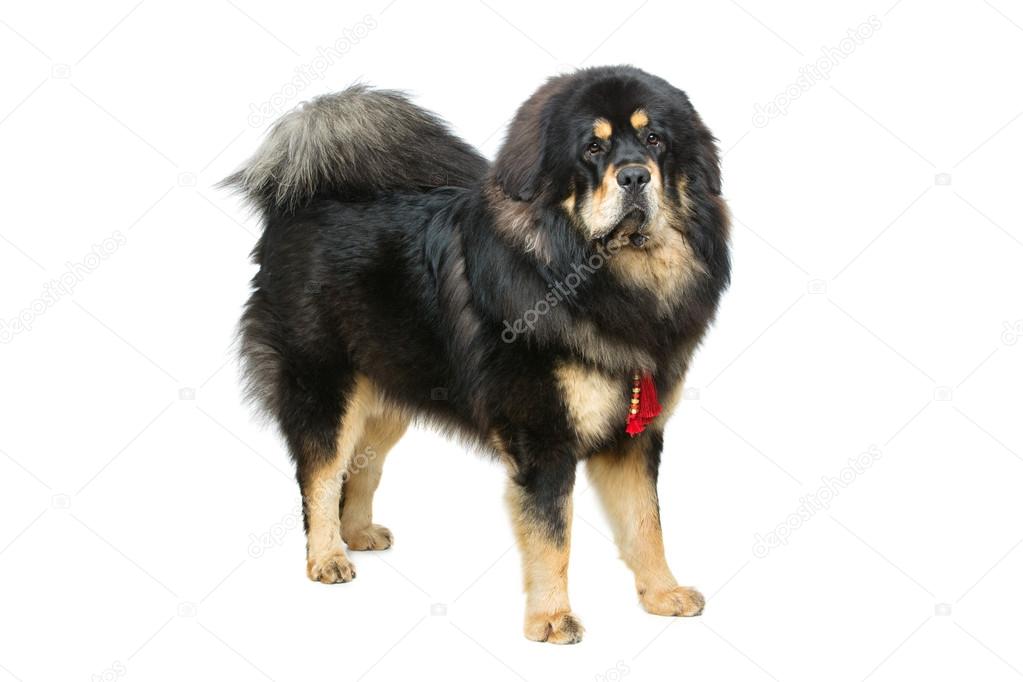 Chien De Beaux Gros Dogue Du Tibet Photographie