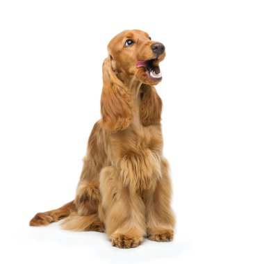 Güzel İngiliz yavru horoz İspanyol