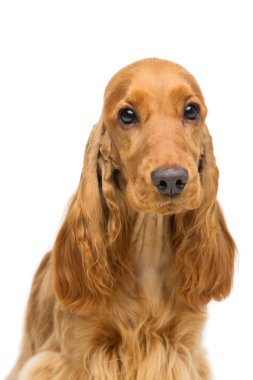 Güzel genç yavru horoz İspanyol