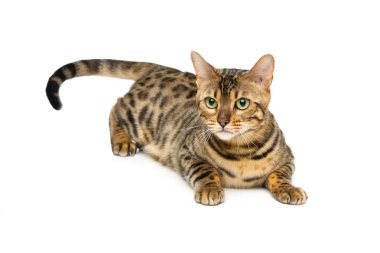 Güzel Bengal kedisi