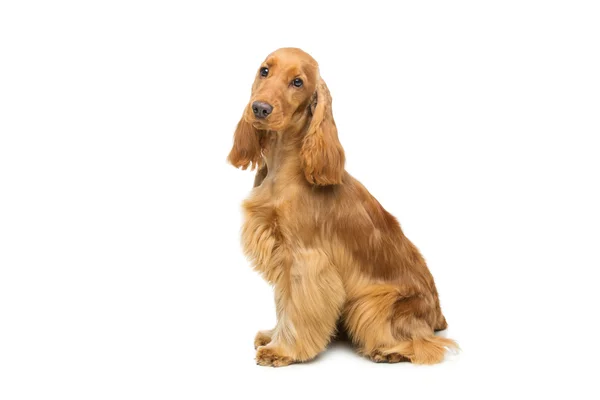 Beautiful English Cocker Spaniel — Stock Photo, Image