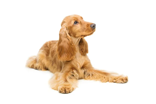 Vacker engelsk Cocker Spaniel — Stockfoto