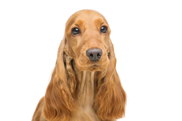 Bella giovane cocker spaniel — Foto Stock