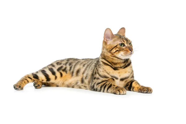 Schöne Bengalkatze — Stockfoto