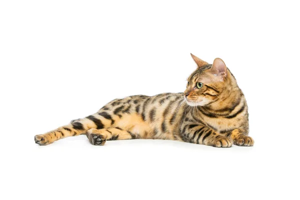 Vackra Bengal katt — Stockfoto