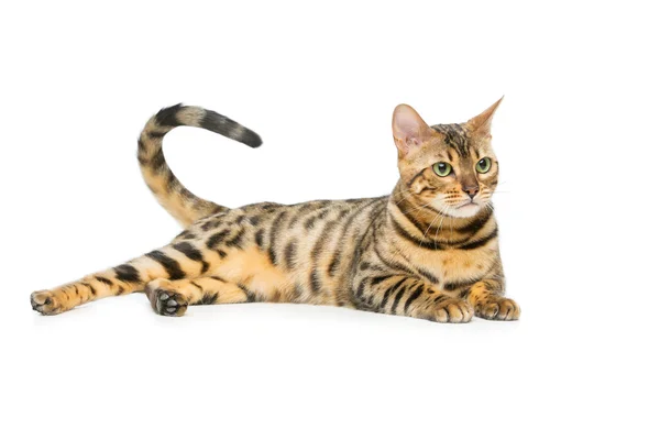 Hermoso gato de bengala — Foto de Stock