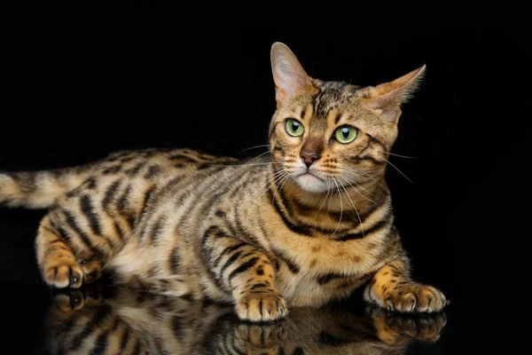 Όμορφη γάτα της Βεγγάλης — Φωτογραφία Αρχείου