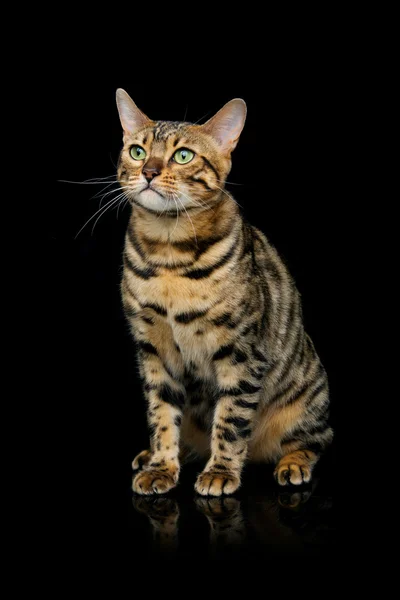 美しいベンガル猫 — ストック写真