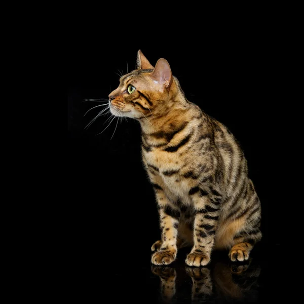 아름 다운 벵골 고양이 — 스톡 사진