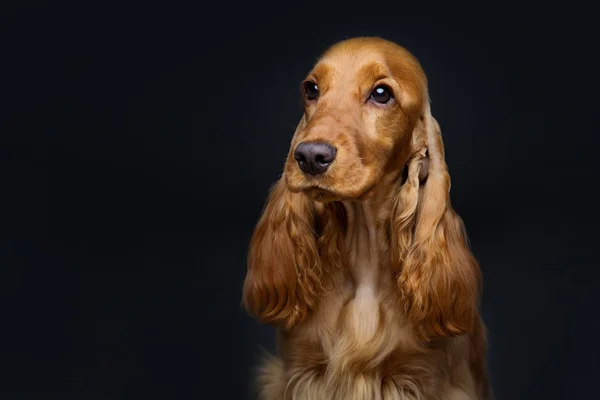 Belo jovem cocker spaniel — Fotografia de Stock