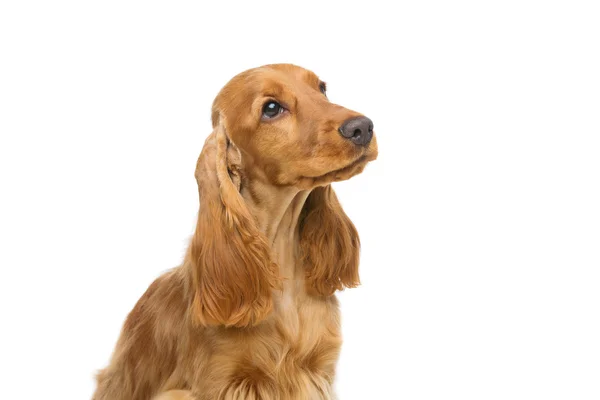 Schöner junger cocker spaniel — Stockfoto