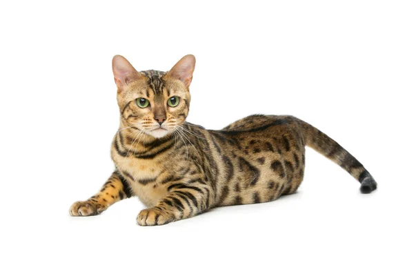 Vackra Bengal katt — Stockfoto