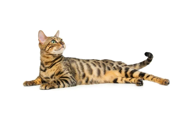 Beautiful bengal cat — Stock Photo, Image