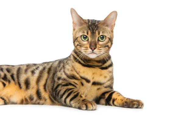 Красивая бенгальская кошка — стоковое фото