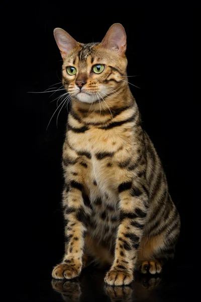 Hermoso gato de bengala — Foto de Stock