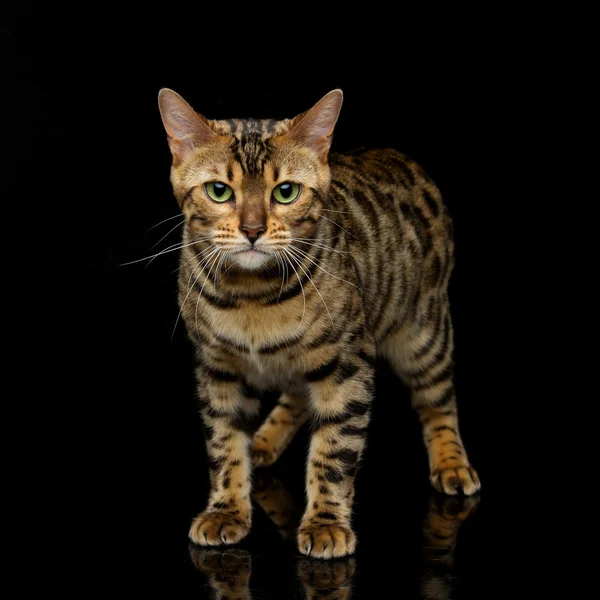 Bela bengala gato — Fotografia de Stock