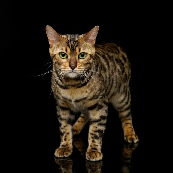 Hermoso gato de bengala — Foto de Stock