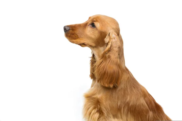 Hermosa joven gallo spaniel —  Fotos de Stock