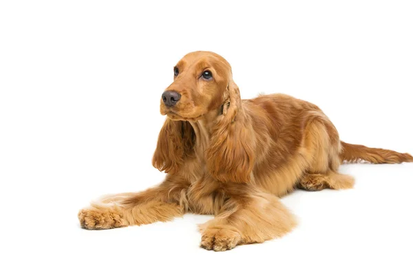 Hermoso Inglés Cocker Spaniel — Foto de Stock