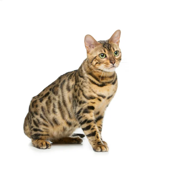 아름 다운 벵골 고양이 — 스톡 사진