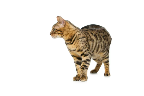 美しいベンガル猫 — ストック写真
