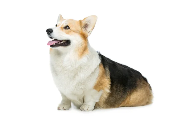 Gyönyörű welsh corgi kutya — Stock Fotó