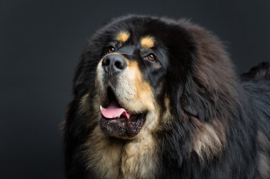 Güzel büyük Tibetli mastiff köpek