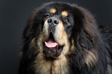 Güzel büyük Tibetli mastiff köpek