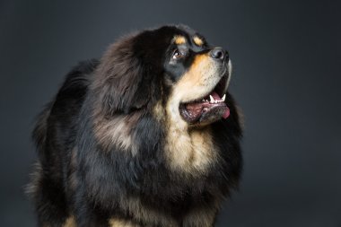 Güzel büyük Tibetli mastiff köpek