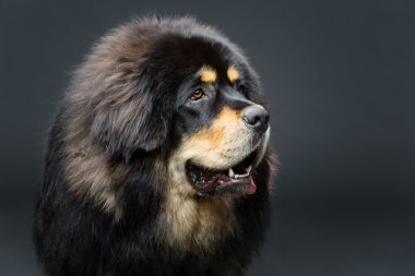 Güzel büyük Tibetli mastiff köpek
