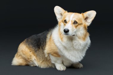 Güzel Galce corgi köpek