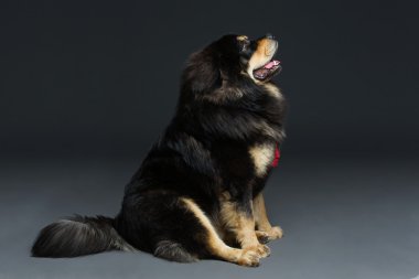 Güzel büyük Tibetli mastiff köpek